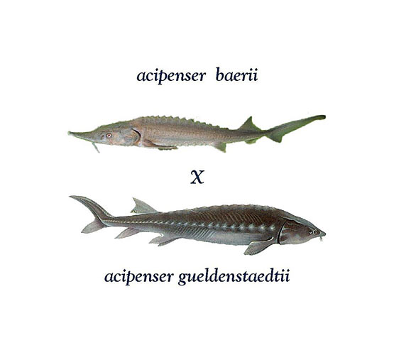 acipenser-baerii-X-acipenser-guldensaedii.jpg
