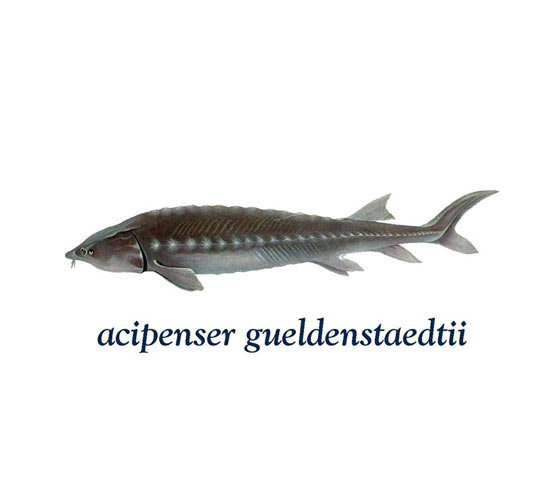 acipenser-gueldenstaedii.jpg