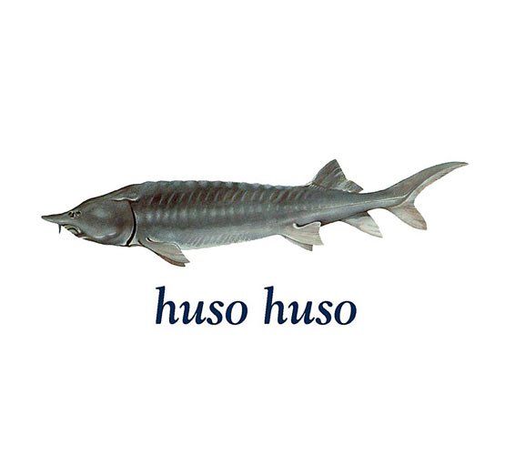 huso-huso.jpg